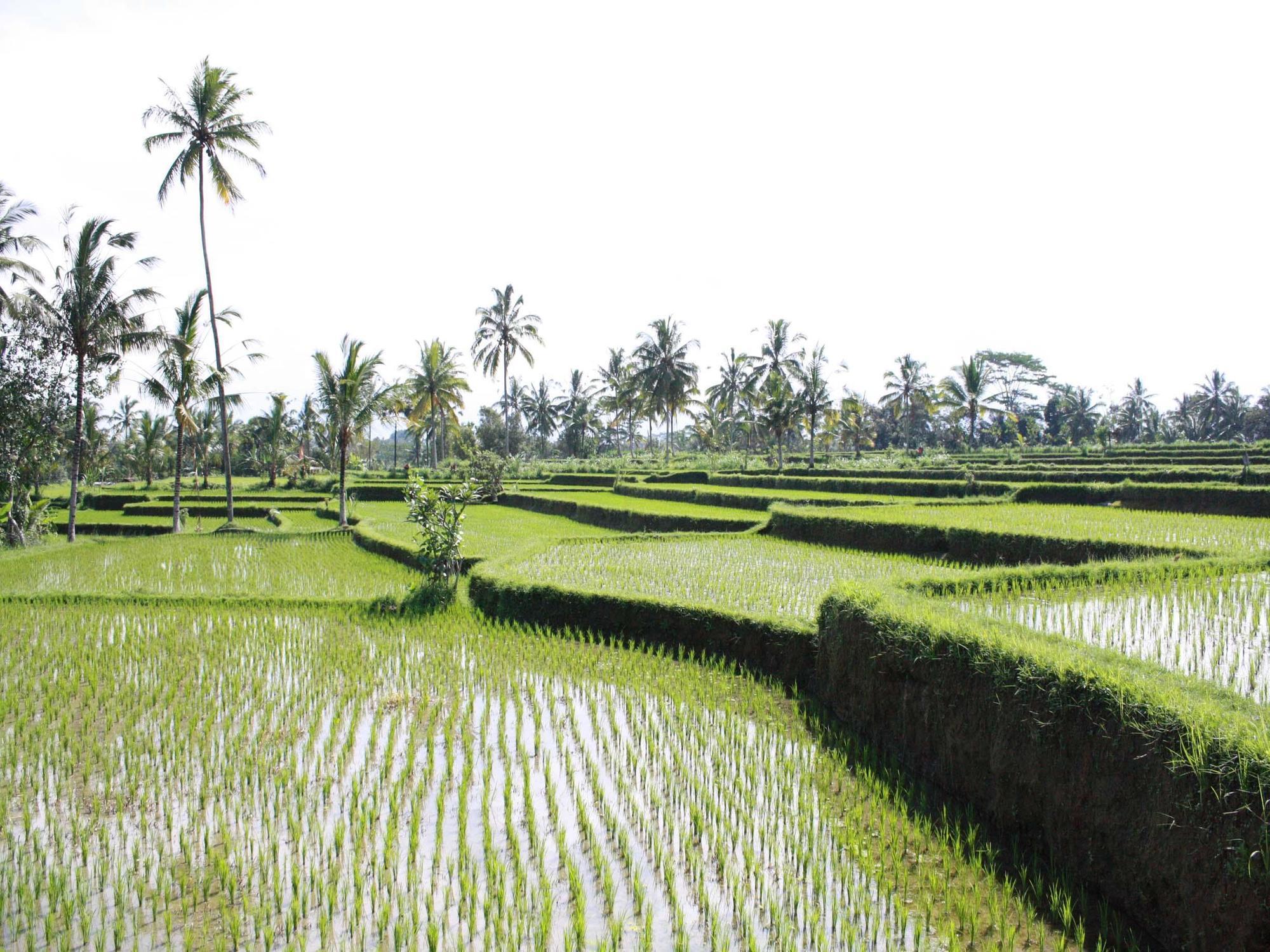 Hati Padi Cottages Ubud Buitenkant foto
