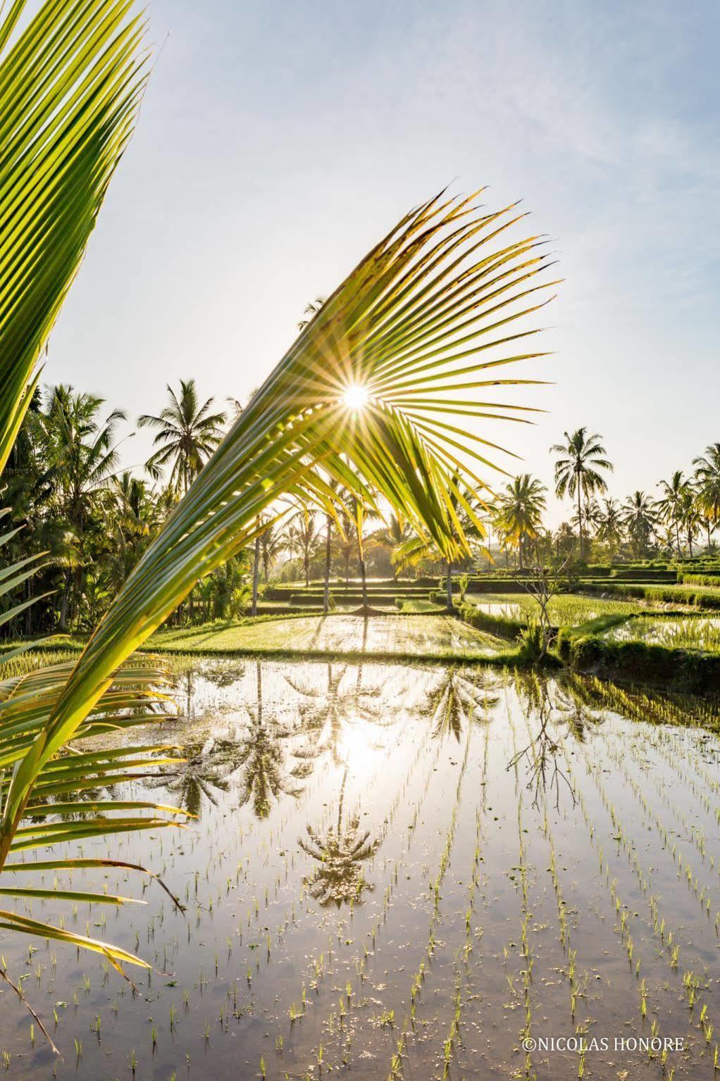 Hati Padi Cottages Ubud Buitenkant foto
